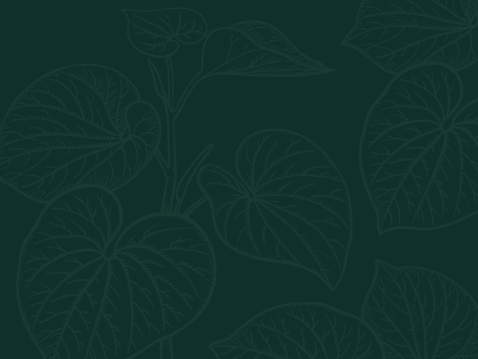 Kava Pacificus Leaf Background