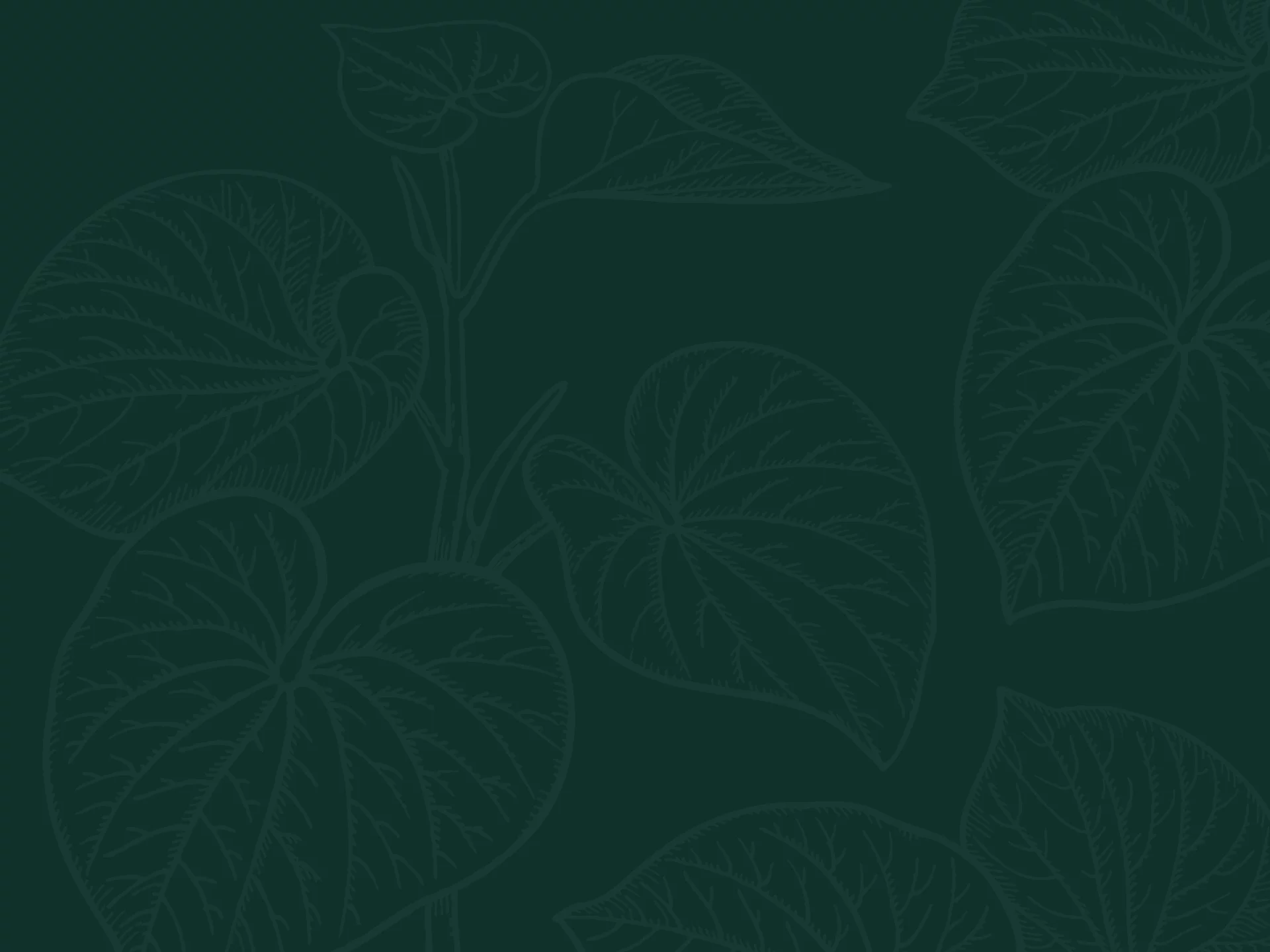 Kava Pacificus Leaf Background