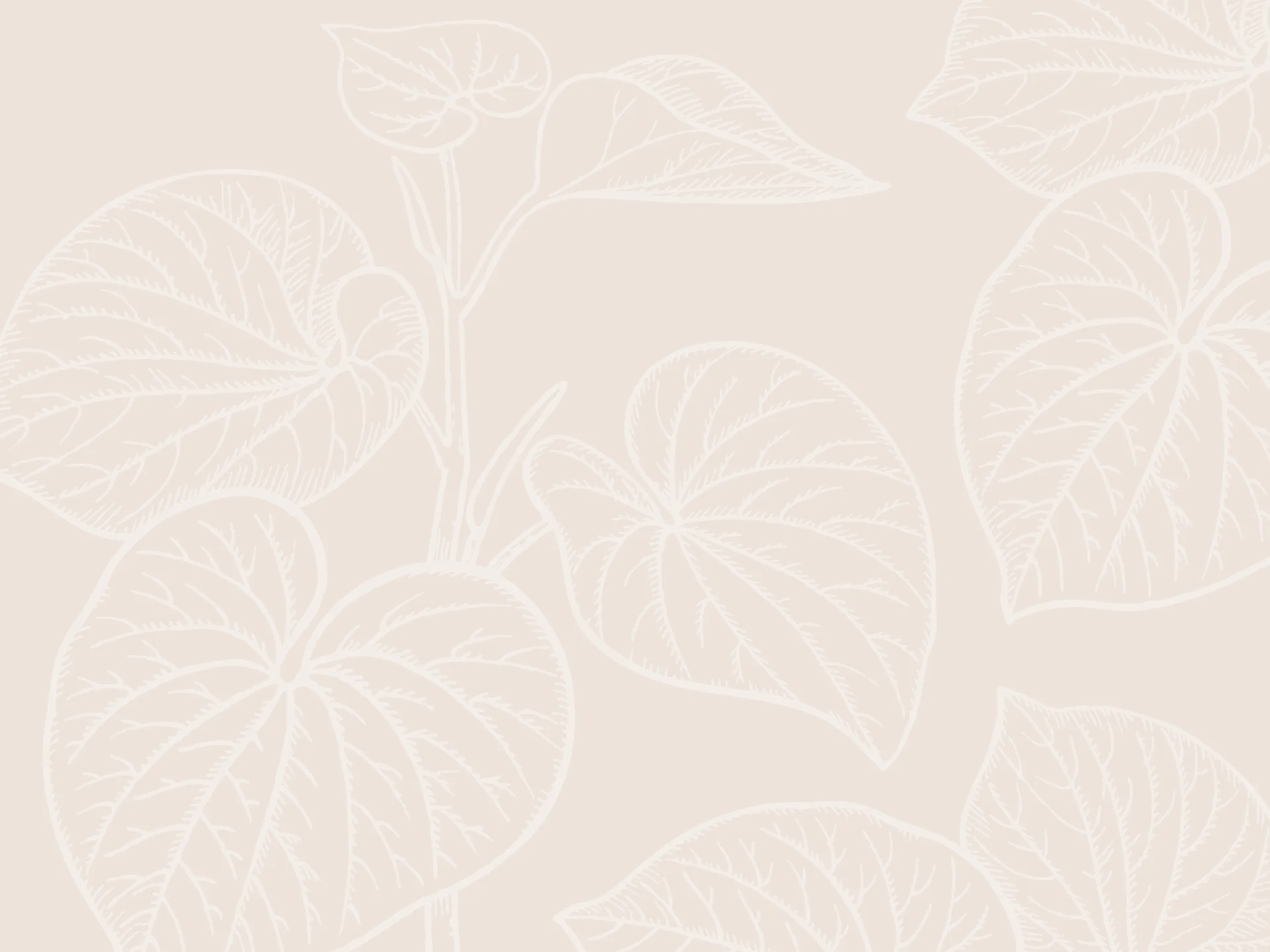 Kava Pacificus Leaf Background